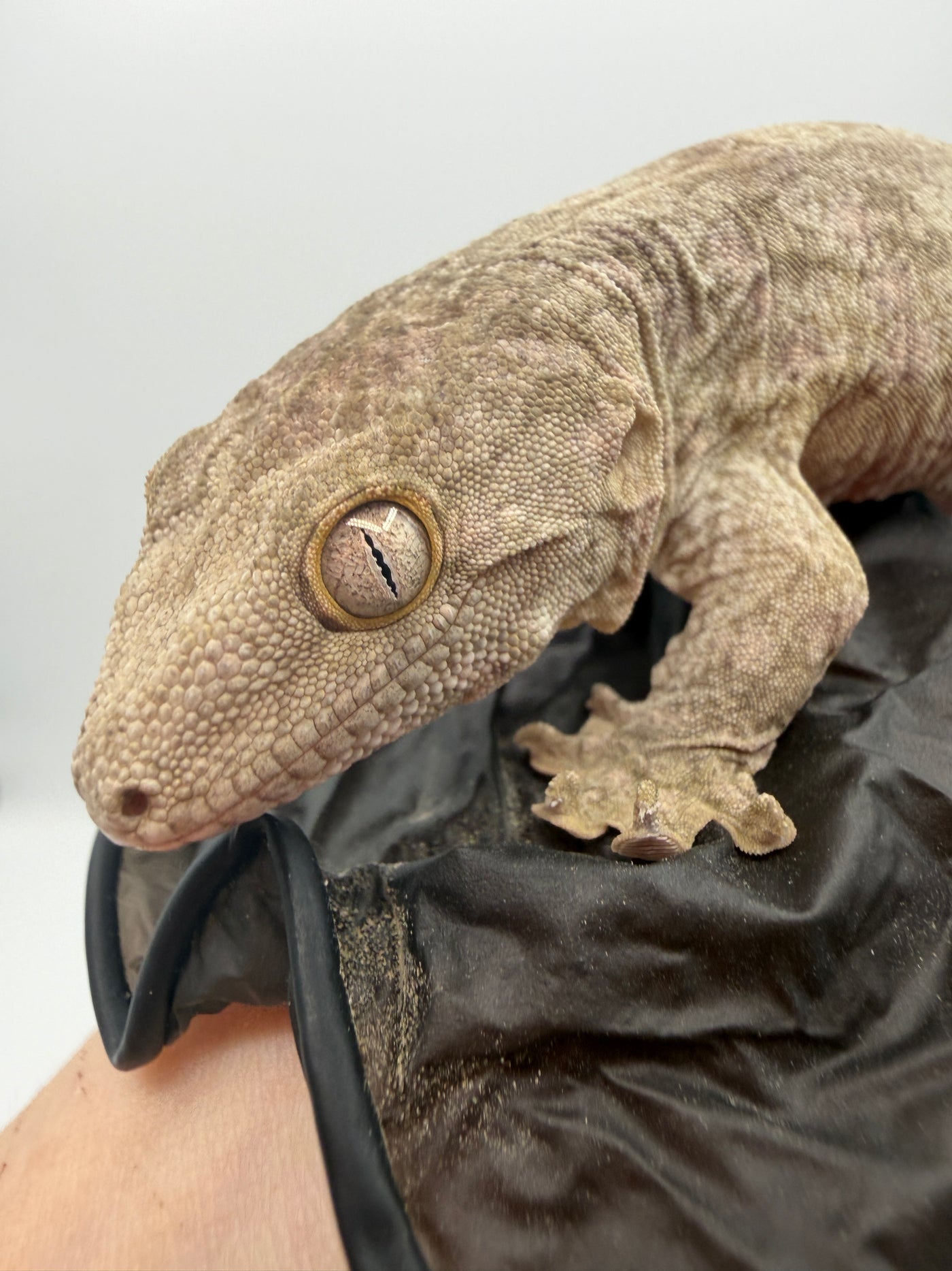 Pure Nuu Ana Leachianus Gecko #111825-01