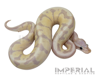 Banana Amoretti Ball Python for sale, buy Banana Amoretti Ball Pythons online, reptiles for sale online, buy pets online