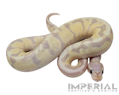 Banana Amoretti Ball Python for sale, buy Banana Amoretti Ball Pythons online, reptiles for sale online, buy pets online