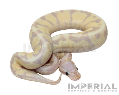 Banana Amoretti Ball Python for sale, buy Banana Amoretti Ball Pythons online, reptiles for sale online, buy pets online