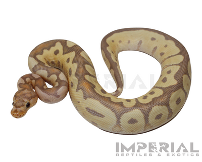 Banana Clown Ball Python for sale, buy ball pythons online, reptiles for sale online, buy pets online