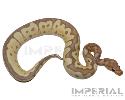 Banana Clown Ball Python for sale, buy ball pythons online, reptiles for sale online, buy pets online