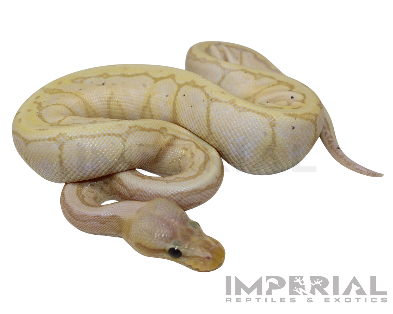 Banana Lemonblast Ball Python For Sale - Imperial Reptiles – IMPERIAL ...