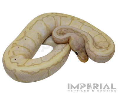 Banana Lemon Blast Ball Python for sale, buy ball pythons online, reptiles for sale online, buy pets online