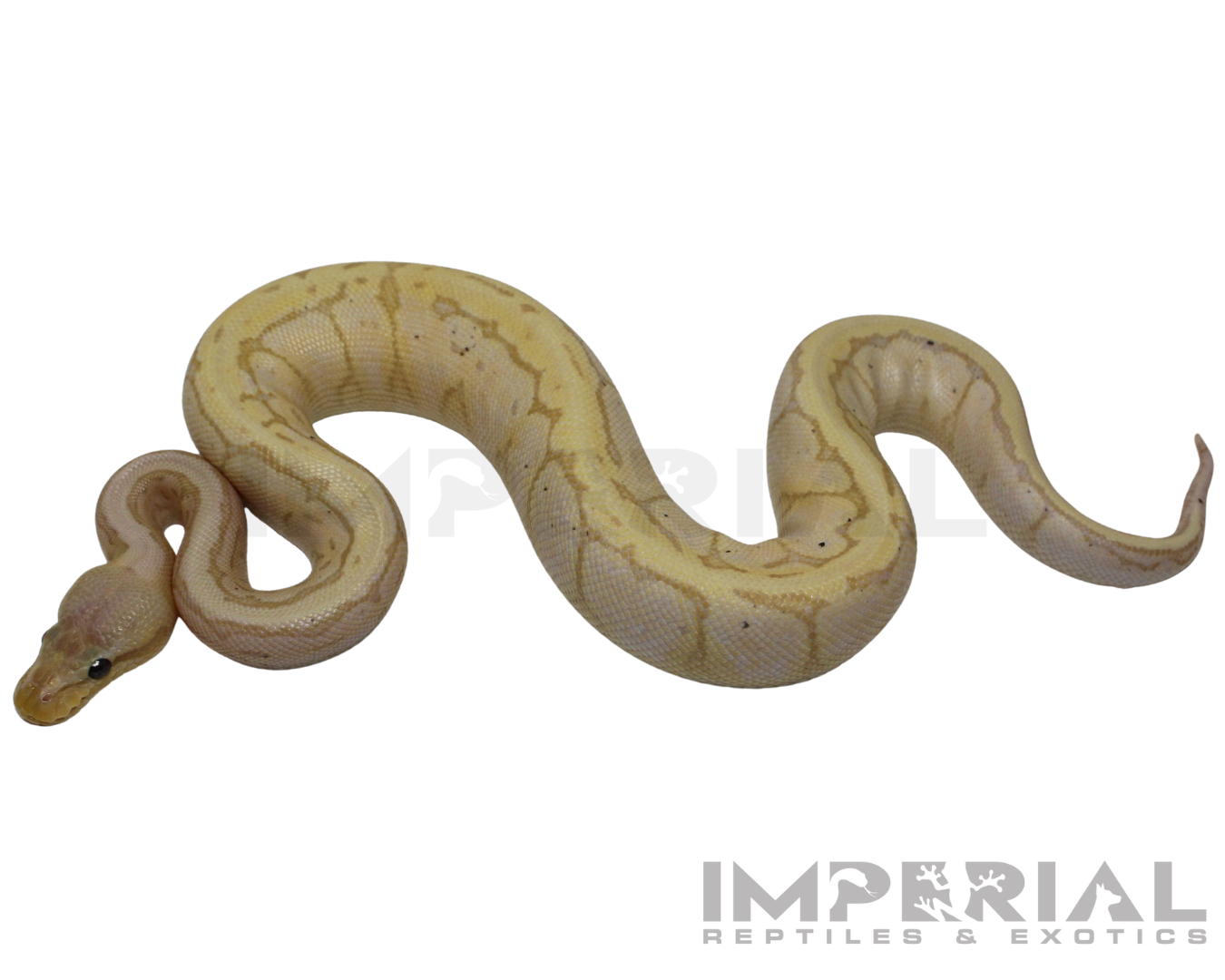 Banana Lemon Blast Ball Python for sale, buy ball pythons online, reptiles for sale online, buy pets online