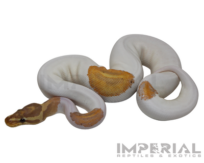 Yellowbelly Banana Pied Ball Python for sale, buy ball pythons online, reptiles for sale online, buy pets online