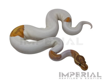 Yellowbelly Banana Pied Ball Python for sale, buy ball pythons online, reptiles for sale online, buy pets online