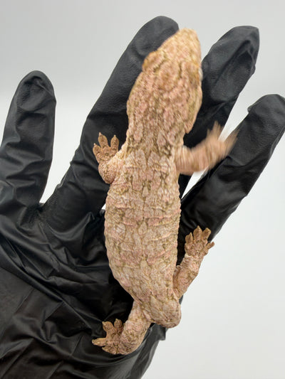 High-Color Isle of Pine Leachianus Gecko Male #111825-06