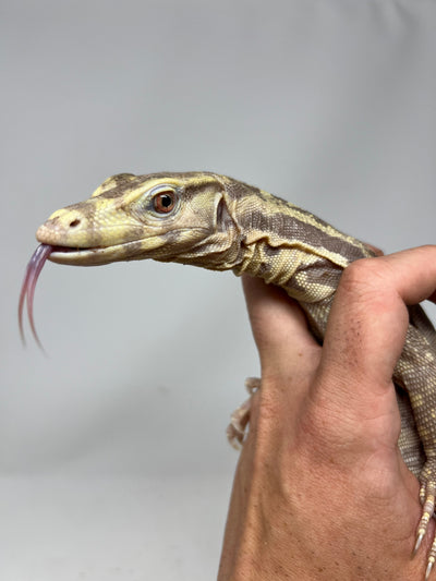T+ Albino “Chocolate” Water Monitor