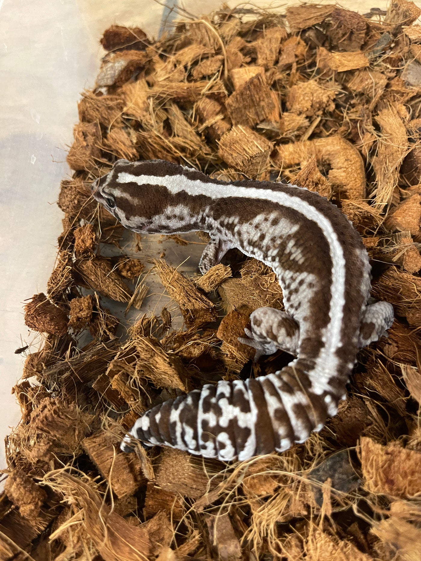 Striped Whiteout Oreo African Fat Tail Gecko Adult