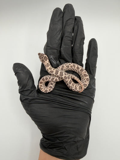 Super Arctic Western Hognose Baby