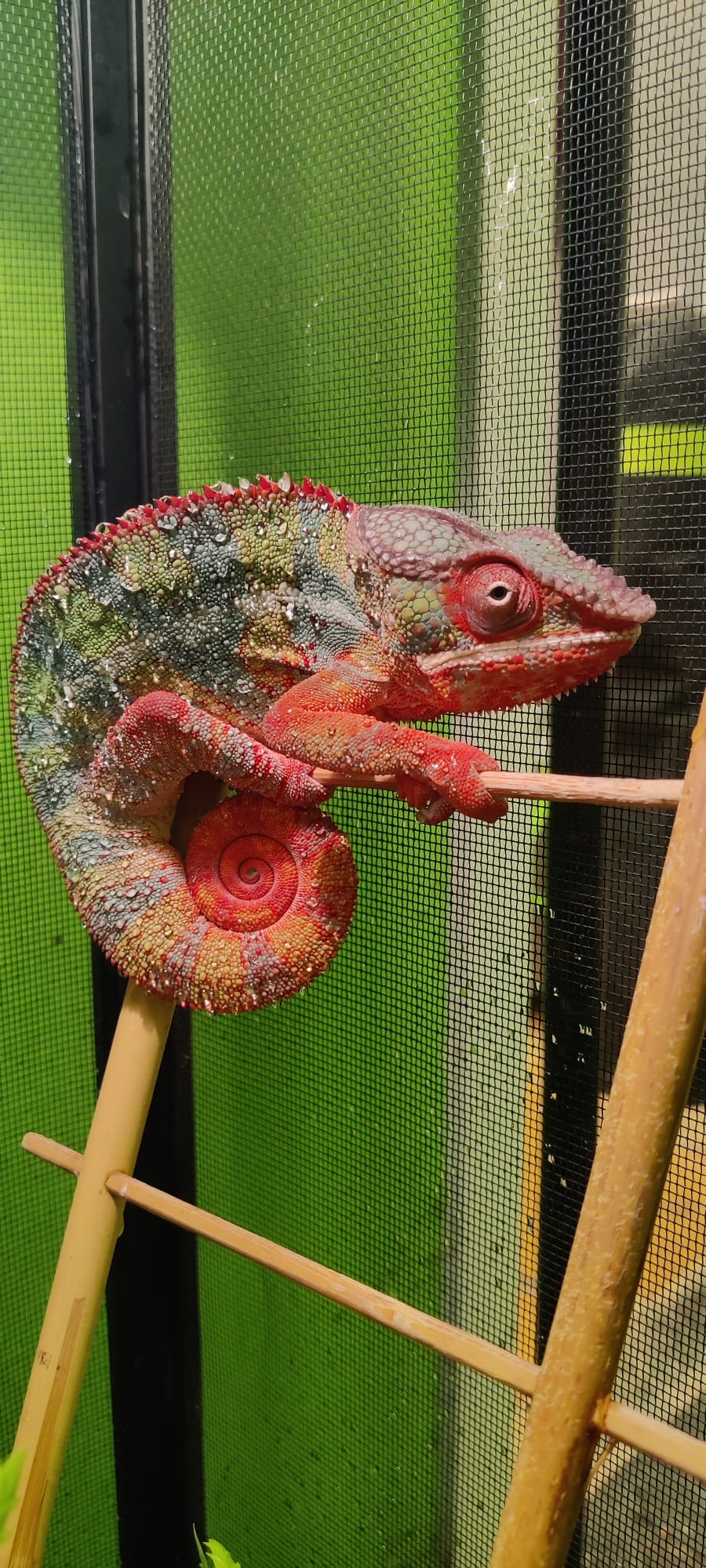 Red Bar Ambilobe Panther Chameleon