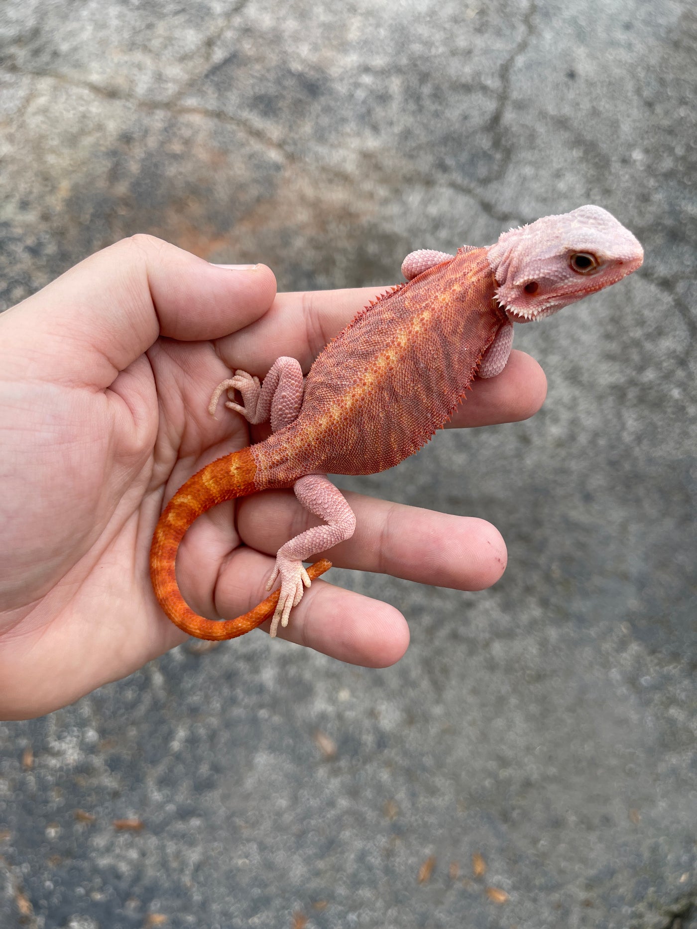 "Pimiento" Extreme Red Hypo Translucent Leatherback Bearded Dragon Female (#111424-08)