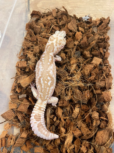 Whiteout Caramel Zulu African Fat Tail Gecko Adult Male