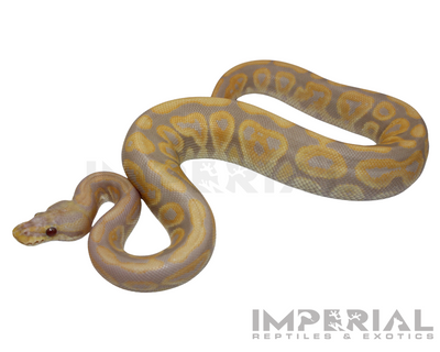 Candino Black Pastel Ball Python for sale, buy ball pythons online, reptiles for sale online, buy pets online