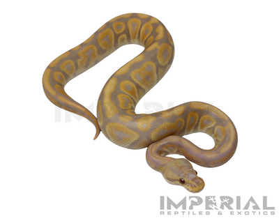 Candino Black Pastel Ball Python for sale, buy ball pythons online, reptiles for sale online, buy pets online