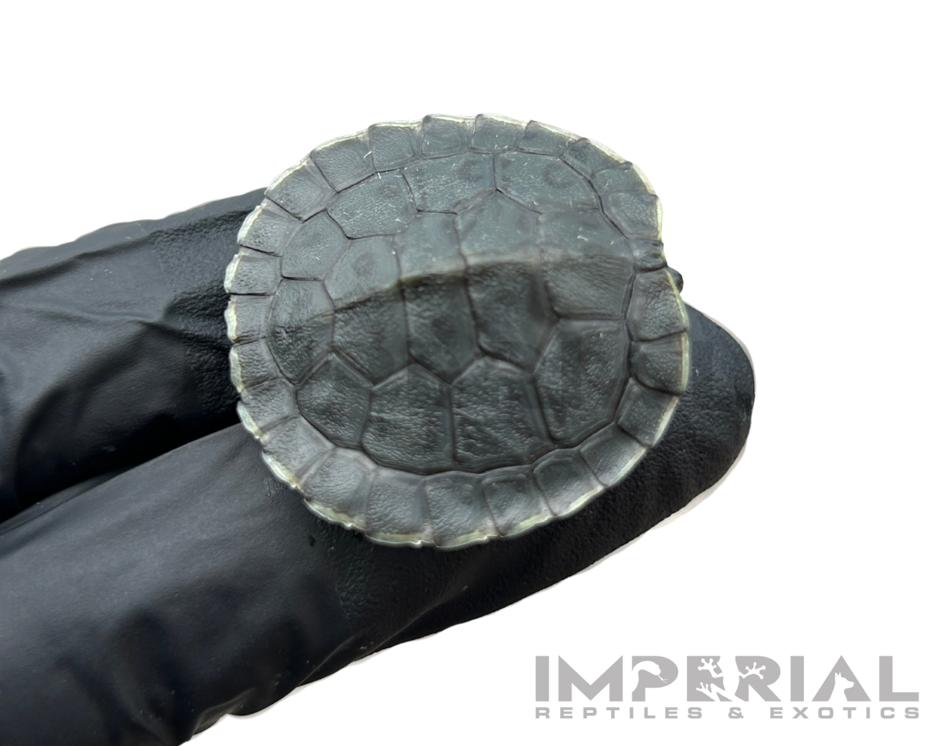 Charcoal Red Eared Slider Turtle for sale, buy turtles online, reptiles for sale, turtle morphs for sale