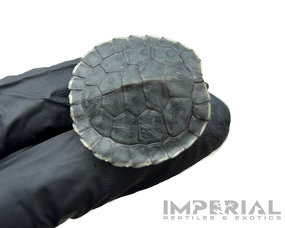 Charcoal Red Eared Slider Turtle for sale, buy turtles online, reptiles for sale, turtle morphs for sale