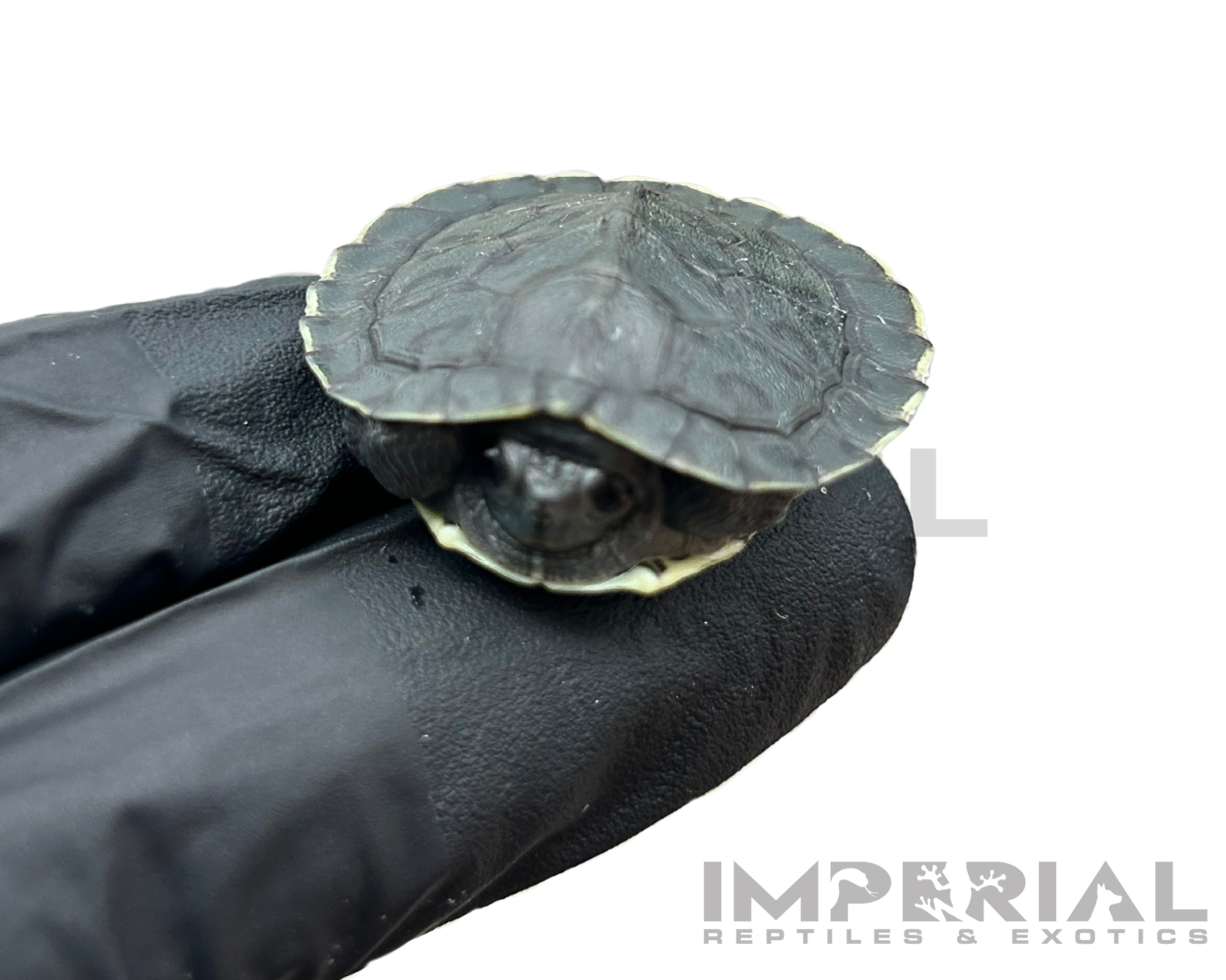 Charcoal Red Eared Slider Turtle for sale, buy turtles online, reptiles for sale, turtle morphs for sale