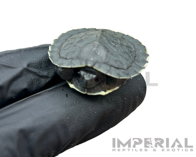 Charcoal Red Eared Slider Turtle for sale, buy turtles online, reptiles for sale, turtle morphs for sale
