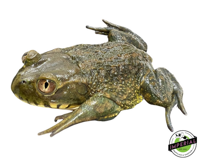 Chilean Wide Mouth Toad for sale, buy reptiles online, reptiles for sale, frogs for sale, toads for sale