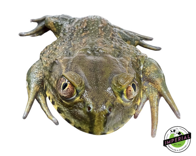 Chilean Wide Mouth Toad for sale, buy reptiles online, reptiles for sale, frogs for sale, toads for sale