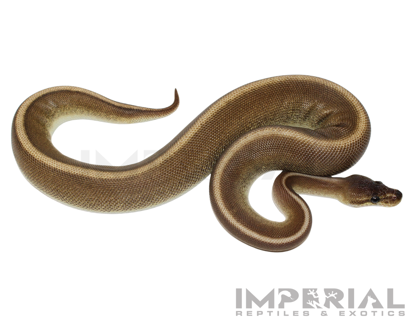 Cinnamon Genetic Stripe Ball Python for sale, buy ball pythons online, reptiles for sale online, buy pets online