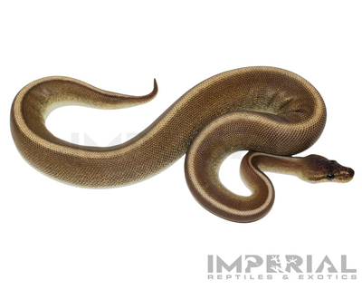 Cinnamon Genetic Stripe Ball Python for sale, buy ball pythons online, reptiles for sale online, buy pets online