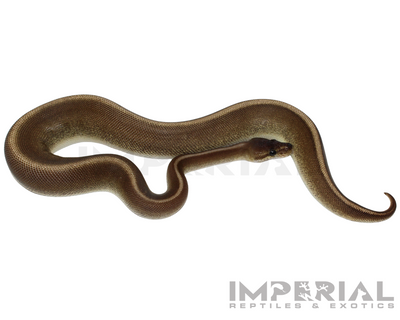 Cinnamon Genetic Stripe Ball Python for sale, buy ball pythons online, reptiles for sale online, buy pets online