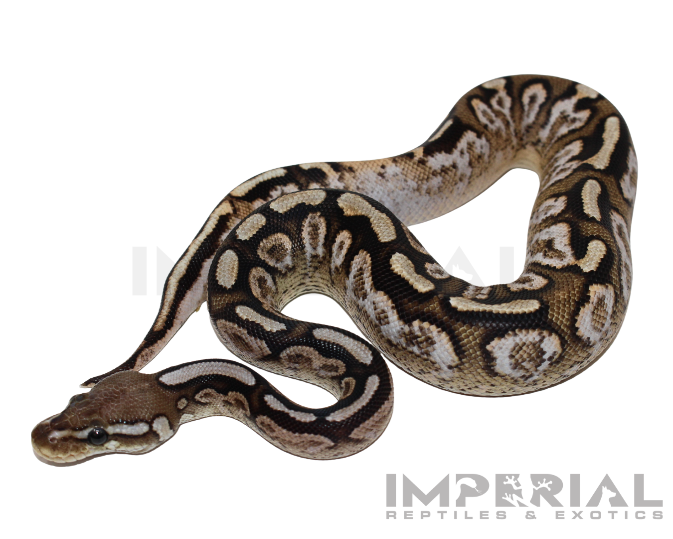 Cinnamon Spotnose Calico Ball Python for sale, buy Cinnamon Spotnose Calico Ball Pythons online, reptiles for sale online, buy pets online
