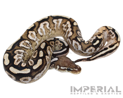 Cinnamon Spotnose Calico Ball Python for sale, buy Cinnamon Spotnose Calico Ball Pythons online, reptiles for sale online, buy pets online