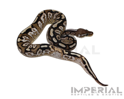 Cinnamon Spotnose Calico Ball Python for sale, buy Cinnamon Spotnose Calico Ball Pythons online, reptiles for sale online, buy pets online