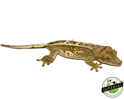buy crested geckos online at cheap prices