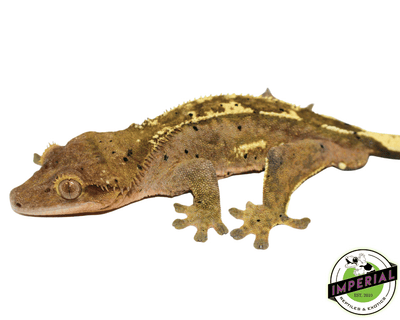 buy crested geckos online at cheap prices