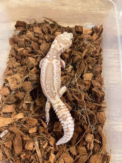 Whiteout Caramel Zulu African Fat Tail Gecko Adult Male