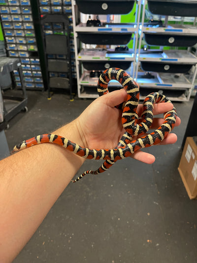 Arizona Mountain Kingsnake Adult