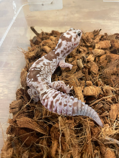 Whiteout Oreo Zulu African Fat Tail Gecko Adult