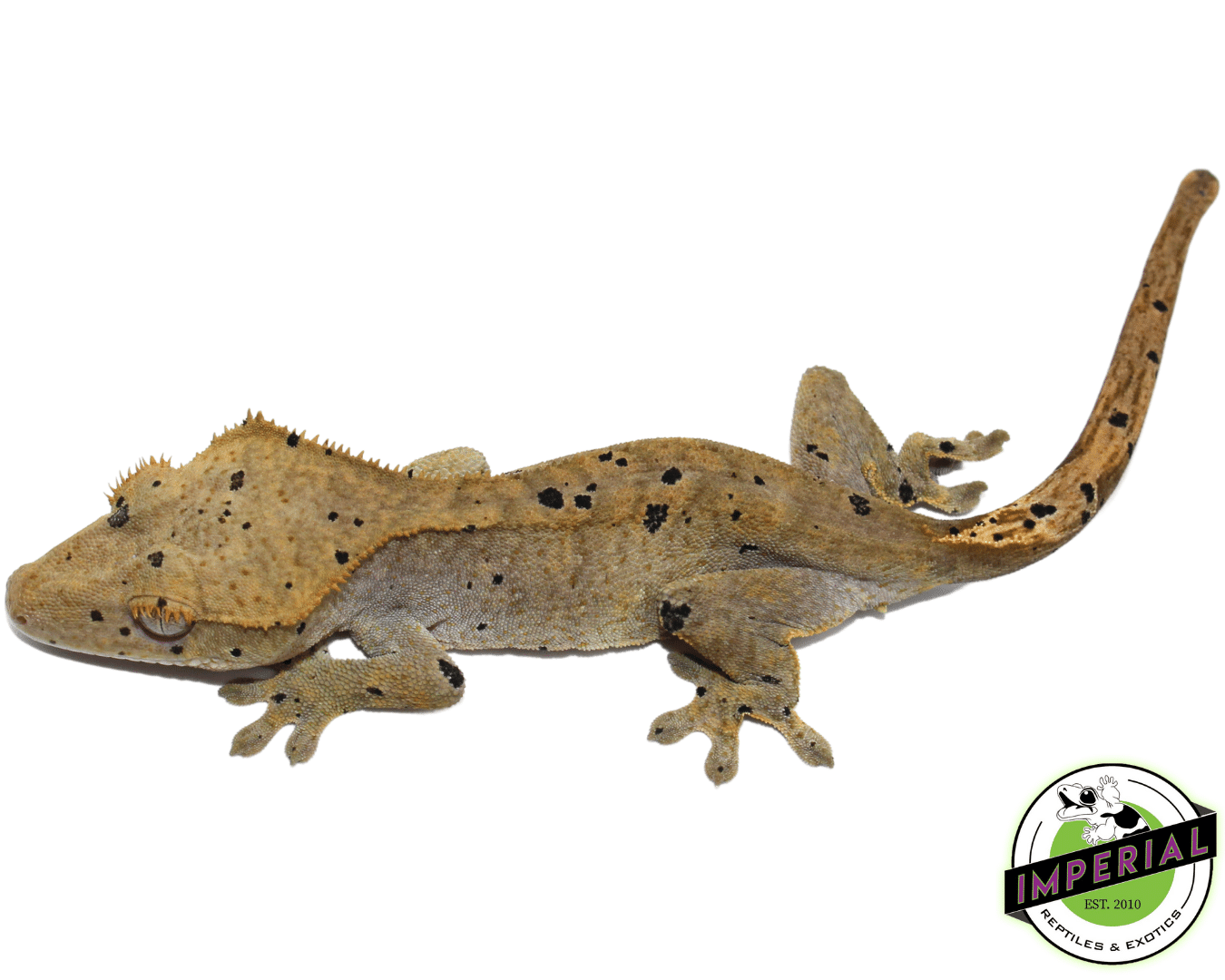 Dark Dalmatian W Ink Blotch Spots Crested Gecko For Sale Imperial Dark dalmatian w ink blotch spots crested gecko for sale imperial