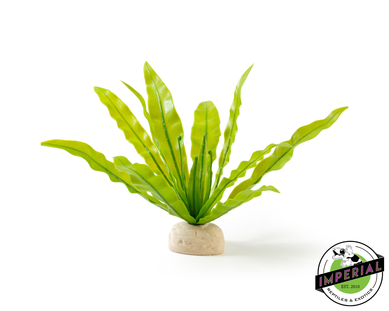 Exo Terra Bird's Nest Fern Plant for sale, buy reptile supplies online, supplies for sale, reptiles for sale, buy animals online