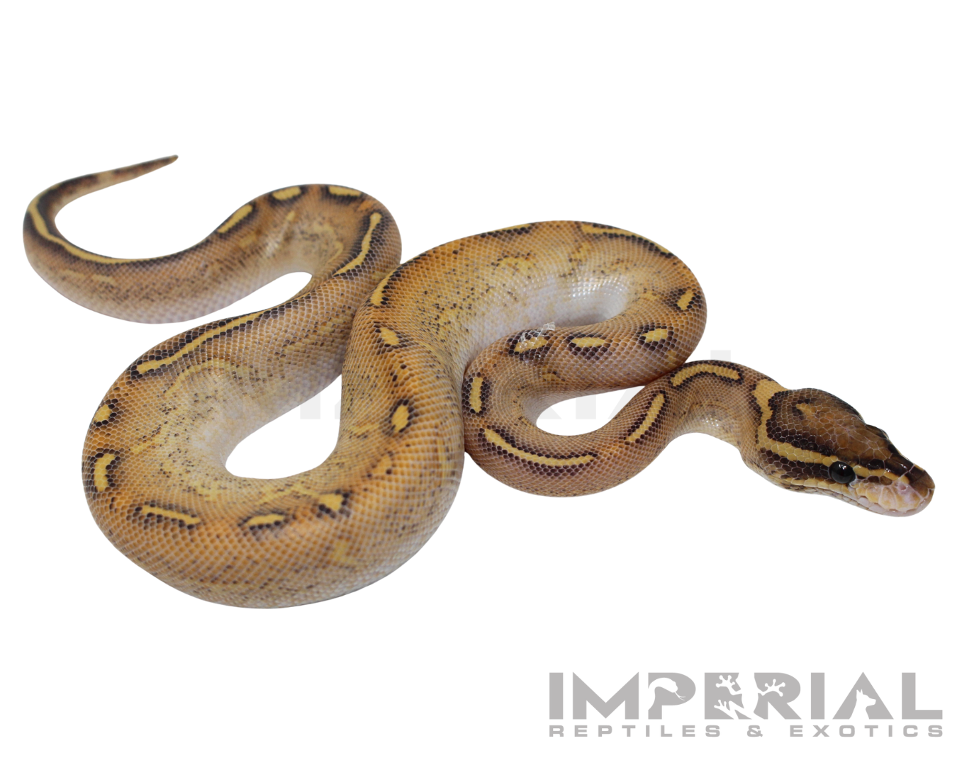 Enchi Highway Ball Python For Sale - Imperial Reptiles – IMPERIAL ...