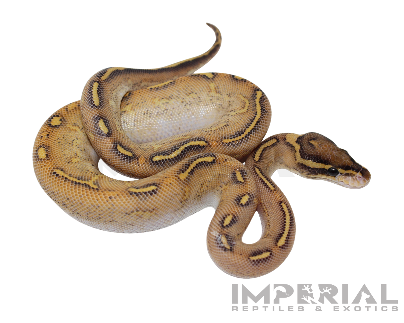 Enchi Highway Ball Python for sale, buy ball pythons online, reptiles for sale online, buy pets online