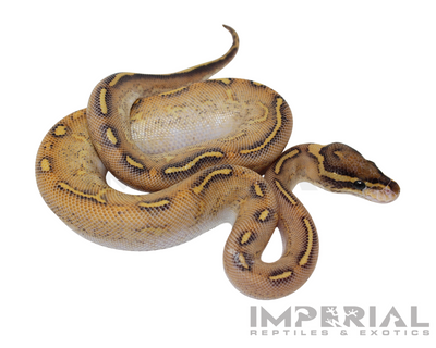 Enchi Highway Ball Python for sale, buy ball pythons online, reptiles for sale online, buy pets online