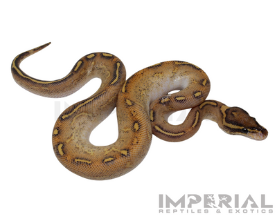 Enchi Highway Ball Python for sale, buy ball pythons online, reptiles for sale online, buy pets online