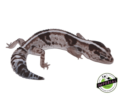 Striped Oreo African Fat Tail Gecko Adult