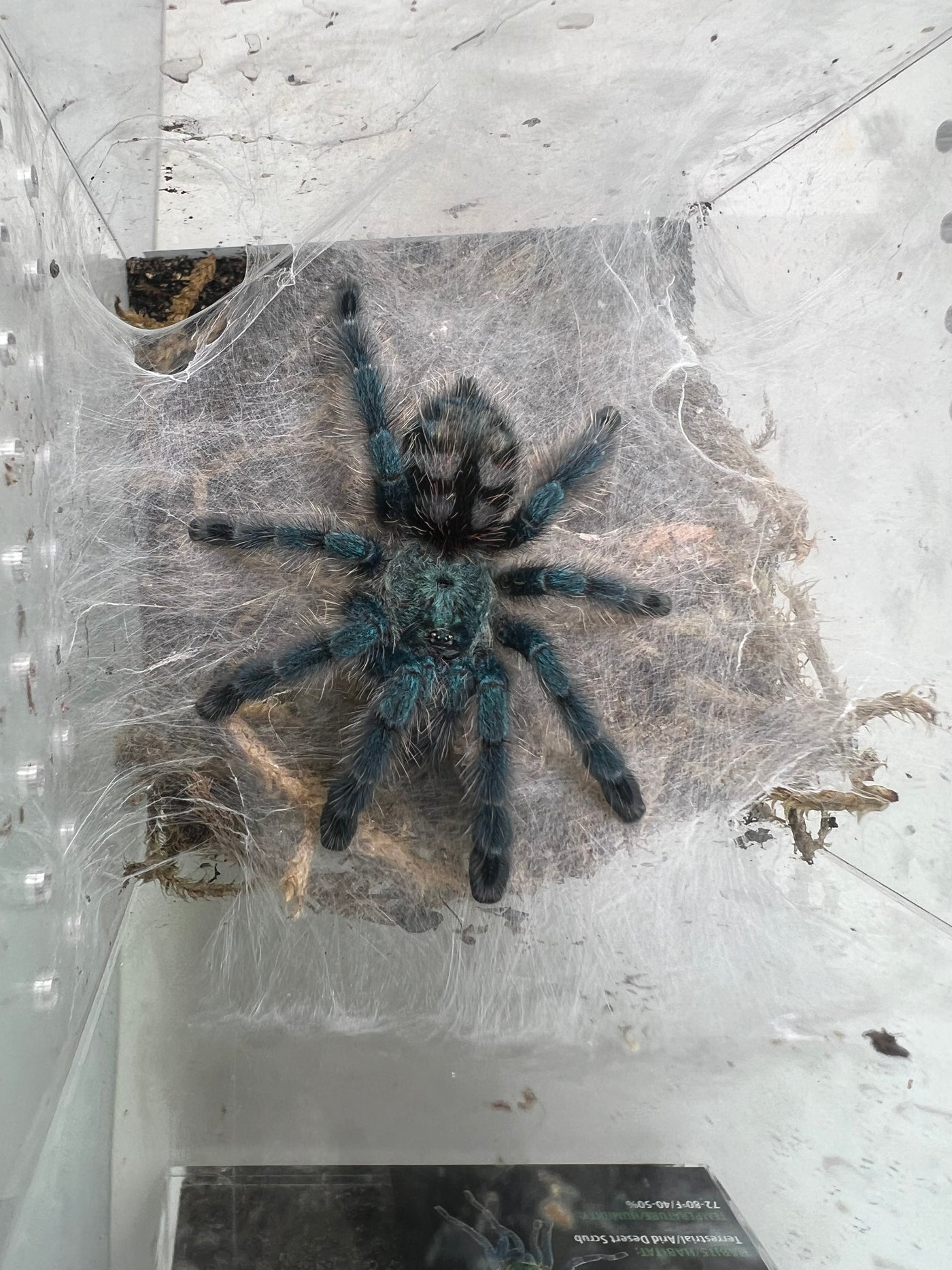 Antilles Pink-Toe Tarantula (Caribena versicolor)