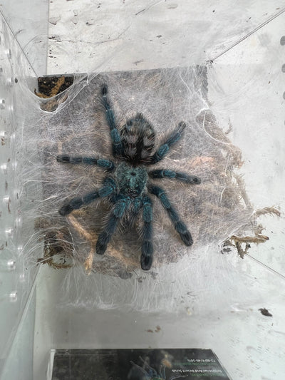 Antilles Pink-Toe Tarantula (Caribena versicolor)