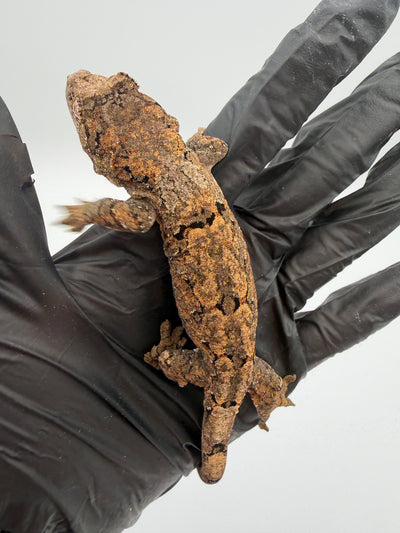 PI Chahoua Gecko #111825-08