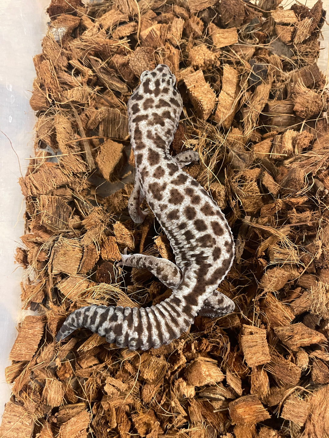 Whiteout Oreo Patternless African Fat Tail Gecko For Sale