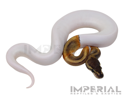GHI Pied Ball Python for sale, buy GHI Pied ball pythons online, reptiles for sale online, buy pets online