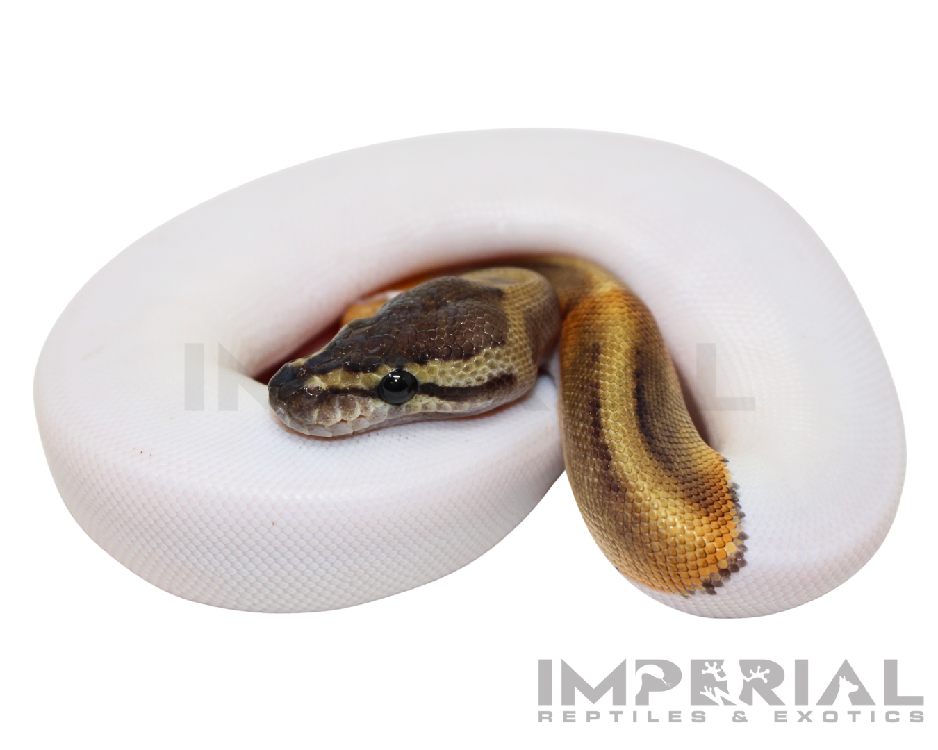 GHI Pied Ball Python for sale, buy GHI Pied ball pythons online, reptiles for sale online, buy pets online